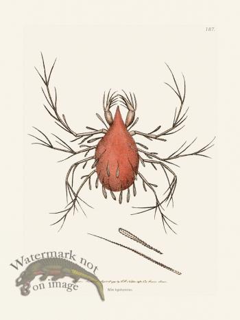 187 Mite Lepidopterine